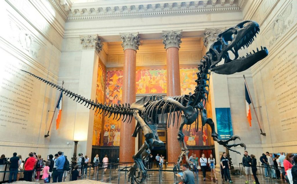 Museo Americano de Historia Natural (Nueva York) interior |:  6 mejores museos de historia natural del mundo |  bayas de cerebro