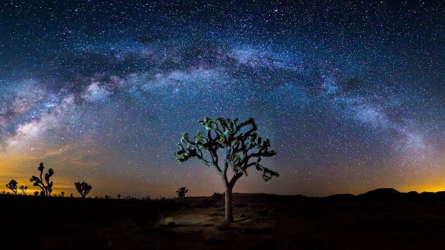 Árbol de Josué |  Considere la vida en estos 10 lugares estelares  bayas de cerebro