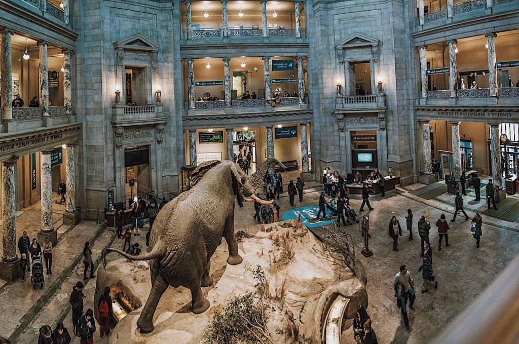 Museo Nacional de Historia Natural (Washington DC) interior |:  6 mejores museos de historia natural del mundo |  bayas de cerebro