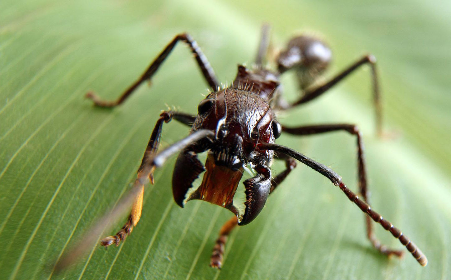 Hormigas bala |  Los insectos más mortíferos del mundo.  bayas de cerebro