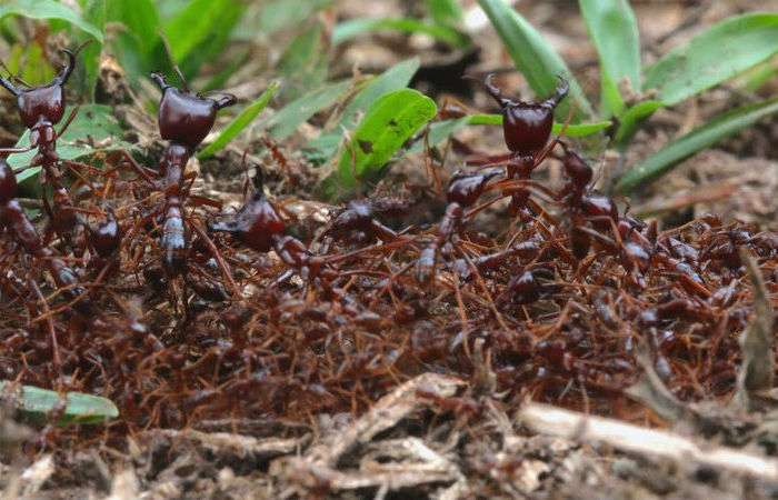 Hormigas conductoras |  Los insectos más mortíferos del mundo.  bayas de cerebro