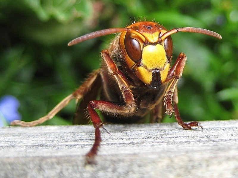 Avispones japoneses |  Los insectos más mortíferos del mundo.  bayas de cerebro