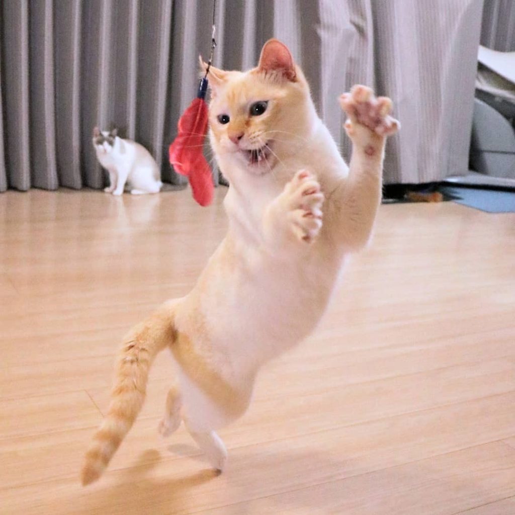 Gato bailarín japonés n.° 10 |  bayas de cerebro