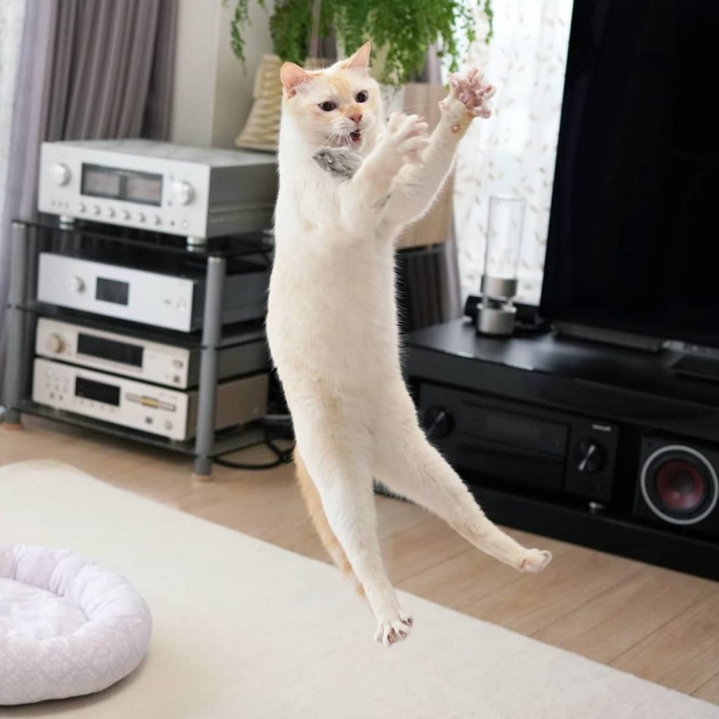 Gato bailarín japonés n.° 11 |  bayas de cerebro