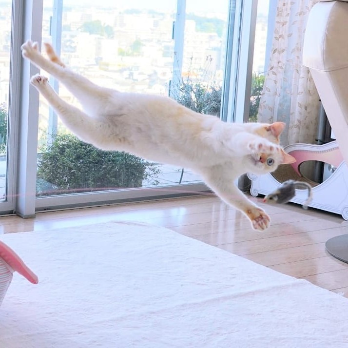 Gato bailarín japonés n.° 12 |  bayas de cerebro