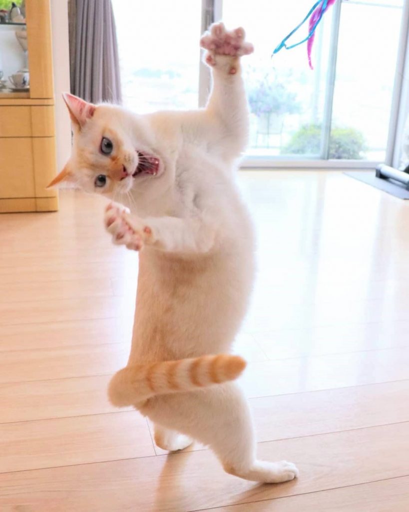 Gato bailarín japonés n.° 2 |  bayas de cerebro