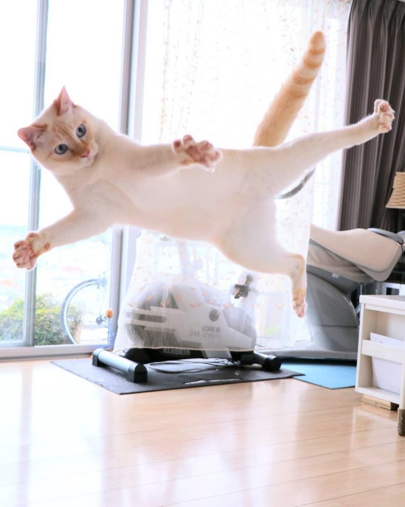 Gato bailarín japonés n.° 3 |  bayas de cerebro