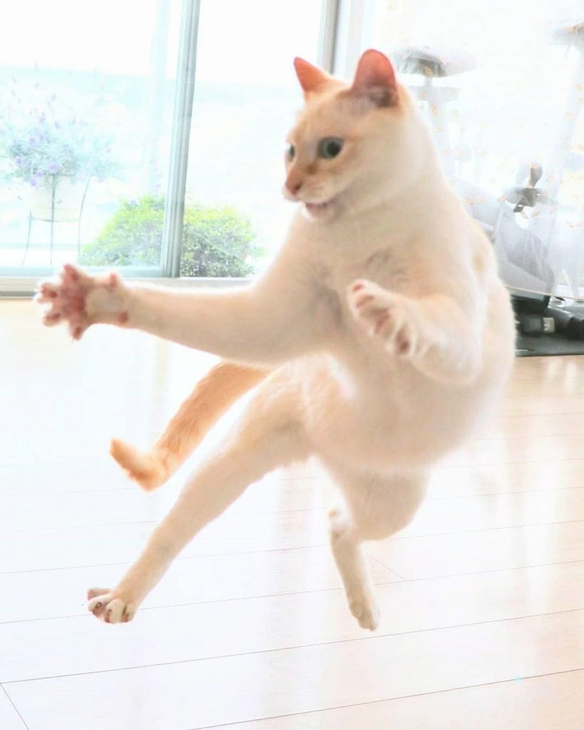 Gato bailarín japonés n.° 4 |  bayas de cerebro