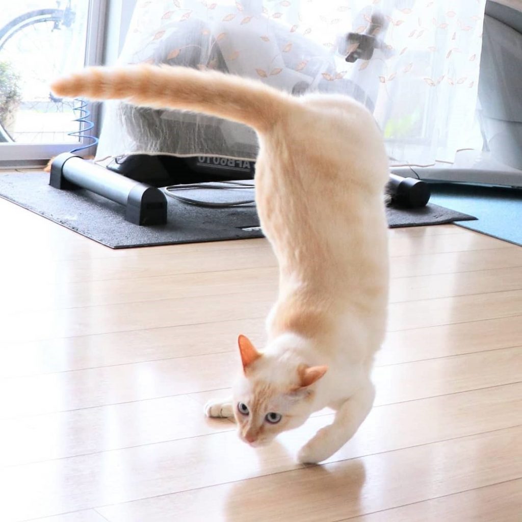Gato bailarín japonés n.° 5 |  bayas de cerebro