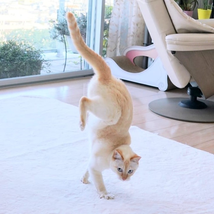 Gato bailarín japonés n.° 7 |  bayas de cerebro