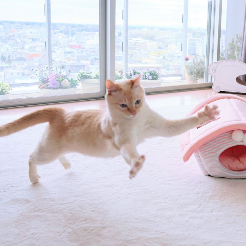 Gato bailarín japonés n.° 8 |  bayas de cerebro