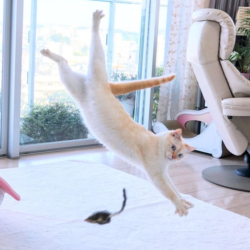 Gato bailarín japonés n.° 9 |  bayas de cerebro