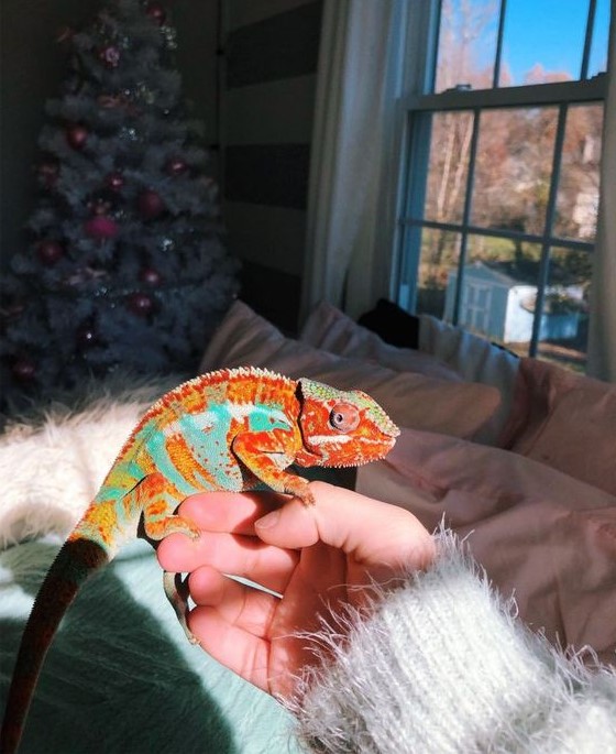 Capricornio (22 de diciembre - 19 de enero).  Camaleón |:  ¿Cuál es la mascota perfecta para ti según tu signo del zodíaco?  |:  bayas de cerebro