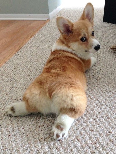 Cáncer (21 de junio - 22 de julio).  Corgi  ¿Cuál es la mascota perfecta para ti según tu signo del zodíaco?  |:  bayas de cerebro