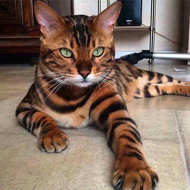 Acuario (20 de enero - 19 de febrero).  Gato exótico |:  ¿Cuál es la mascota perfecta para ti según tu signo del zodíaco?  |:  bayas de cerebro