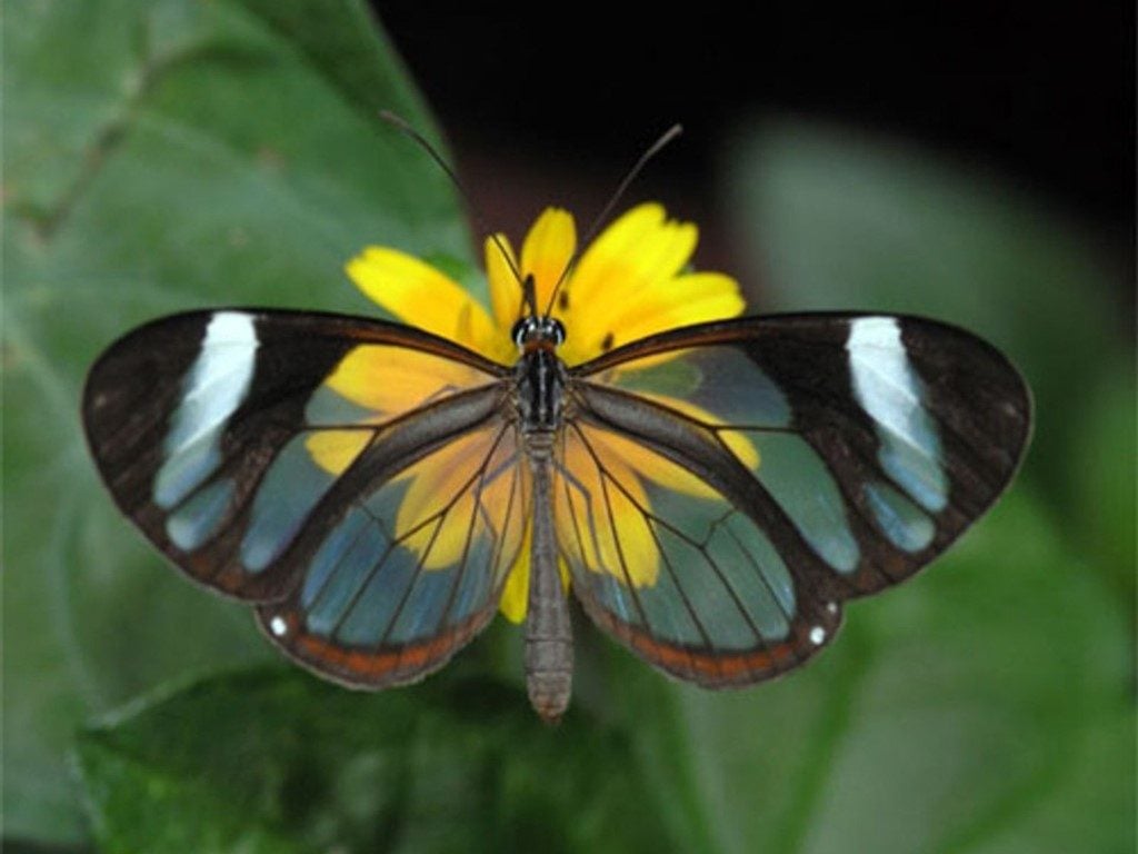 La mariposa ala de cristal |:  Las 7 mariposas más bellas del mundo.  CerebroBerry: