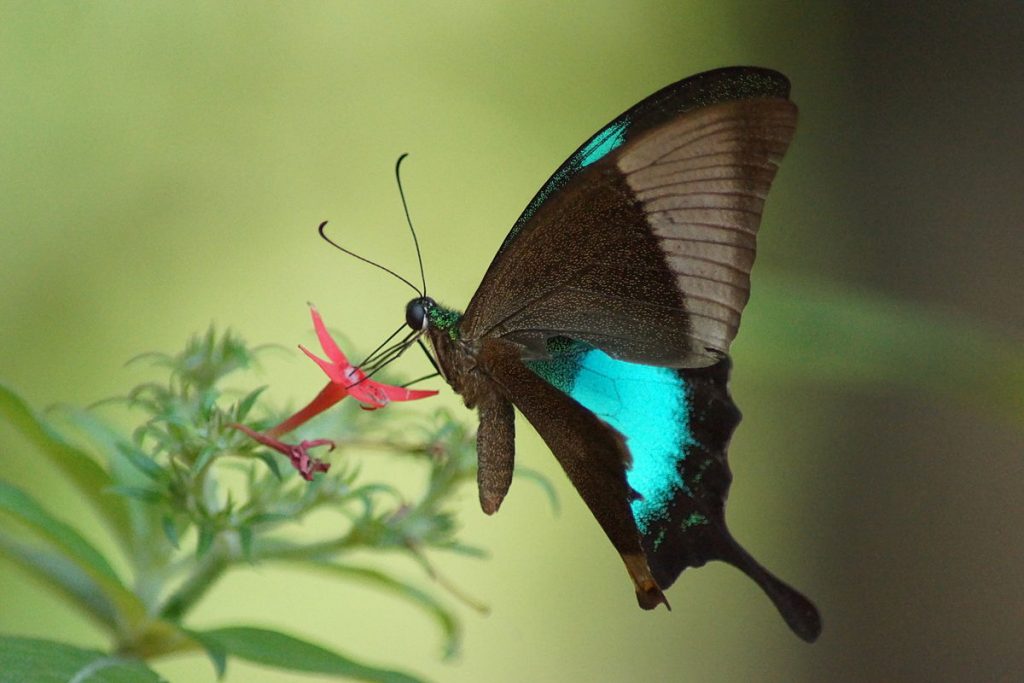 Pavo real con bandas de Malabar |:  Las 7 mariposas más bellas del mundo.  CerebroBerry:
