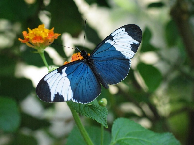 Alas largas de Sapho |:  Las 7 mariposas más bellas del mundo.  CerebroBerry: