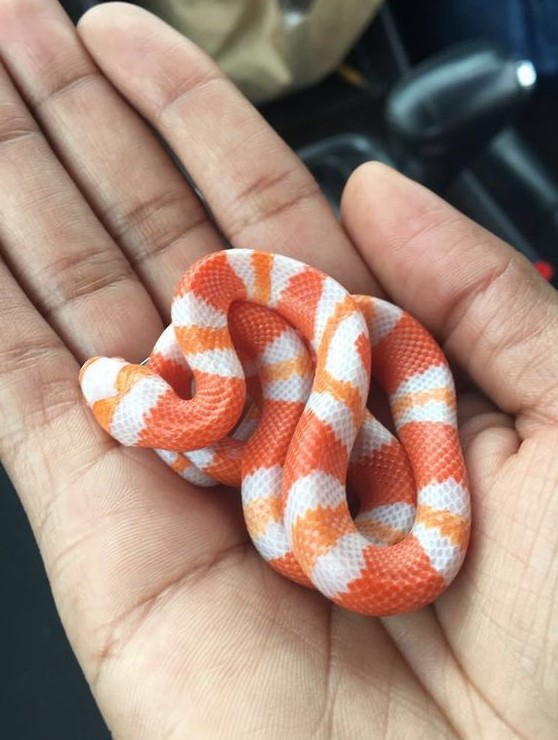 Libra (23 de septiembre - 22 de octubre).  Serpiente  ¿Cuál es la mascota perfecta para ti según tu signo del zodíaco?  |:  bayas de cerebro