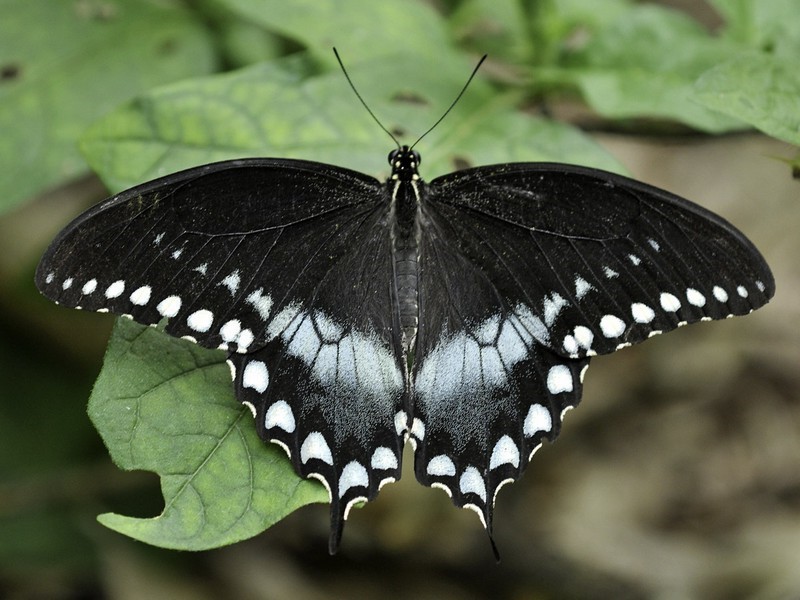 Cola de golondrina Spicebrush |:  Las 7 mariposas más bellas del mundo.  CerebroBerry: