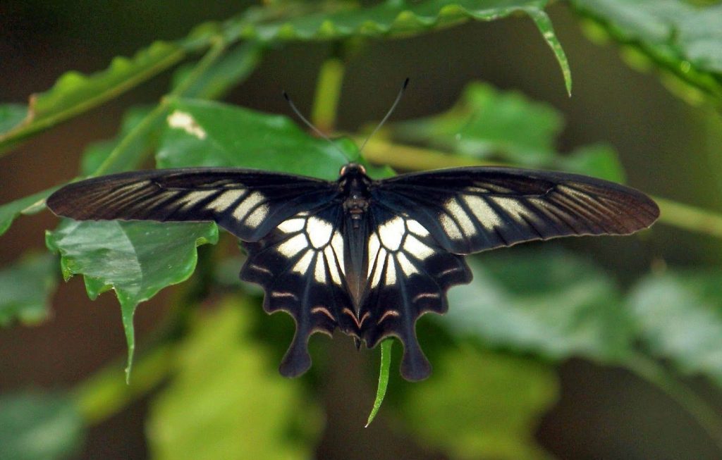 Rosa de Ceilán de Sri Lanka |  Las 7 mariposas más bellas del mundo.  CerebroBerry: