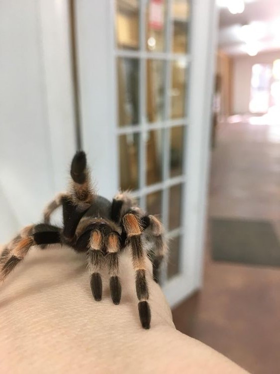Escorpio (23 de octubre - 21 de noviembre).  Tarántula |:  ¿Cuál es la mascota perfecta para ti según tu signo del zodíaco?  |:  bayas de cerebro