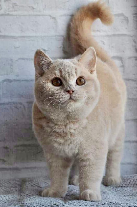 Virgo (23 de agosto - 23 de septiembre).  Cualquier gato |  ¿Cuál es la mascota perfecta para ti según tu signo del zodíaco?  |:  bayas de cerebro