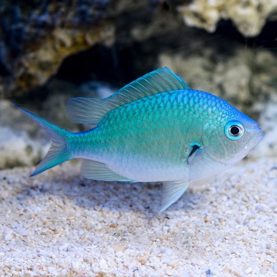 Tauro (20 de abril - 20 de mayo).  peces exóticos  ¿Cuál es la mascota perfecta para ti según tu signo del zodíaco?  |:  bayas de cerebro