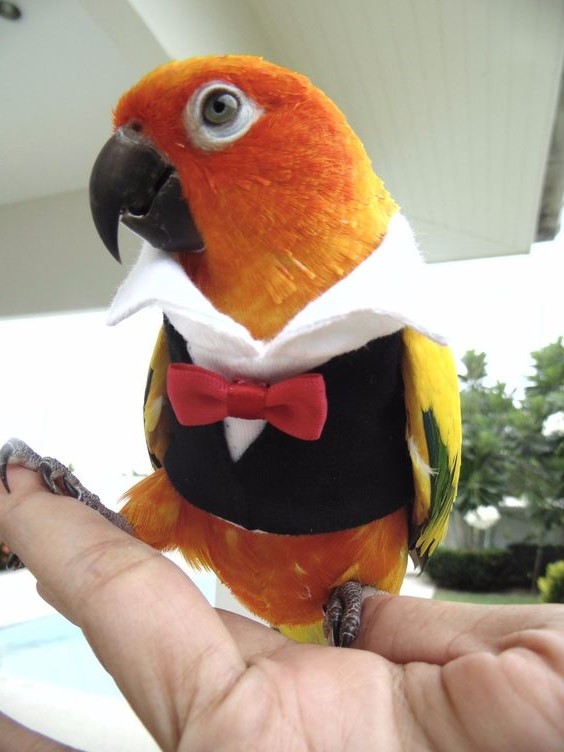     Géminis (21 de mayo - 20 de junio).  Loro |:  ¿Cuál es la mascota perfecta para ti según tu signo del zodíaco?  |:  bayas de cerebro
