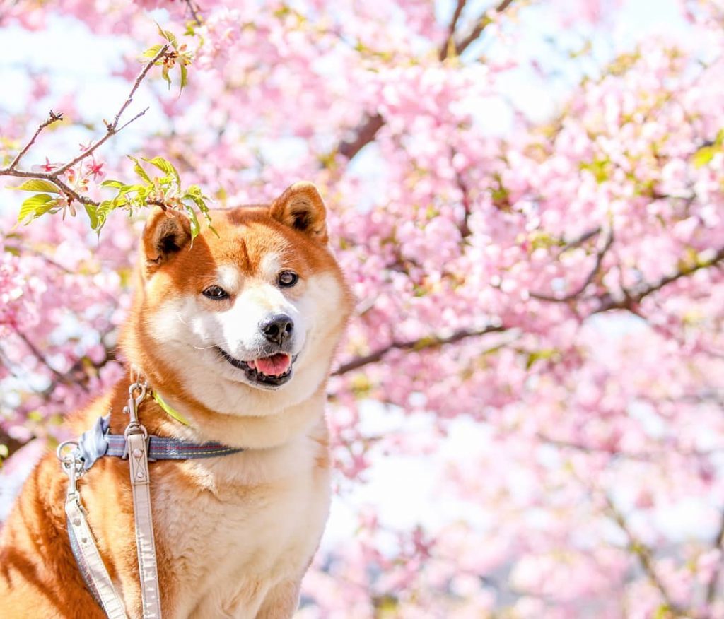 El Shiba Inu más feliz en Instagram #10 |  bayas de cerebro