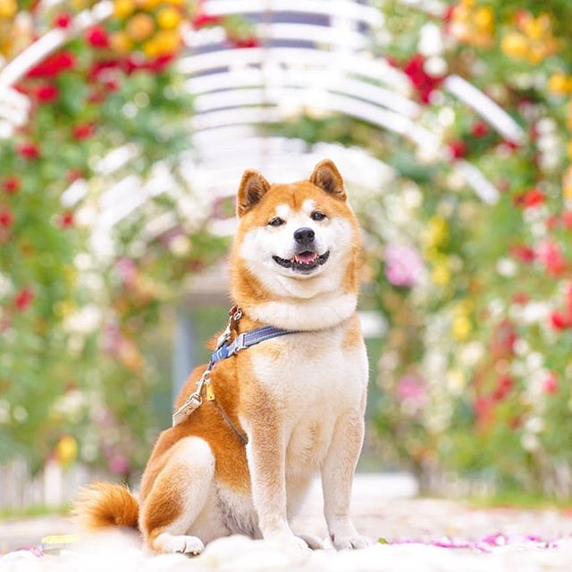 El Shiba Inu más feliz en Instagram #11 |  bayas de cerebro
