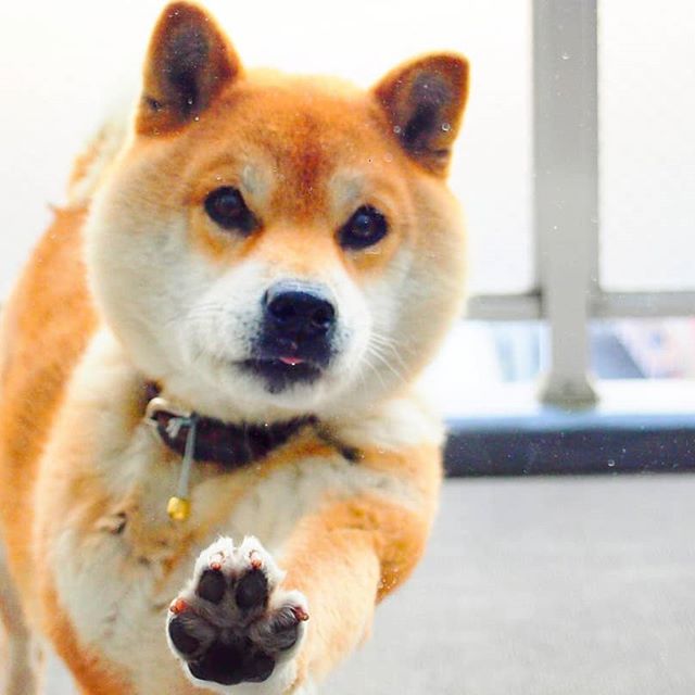 El Shiba Inu más feliz en Instagram #12 |  bayas de cerebro