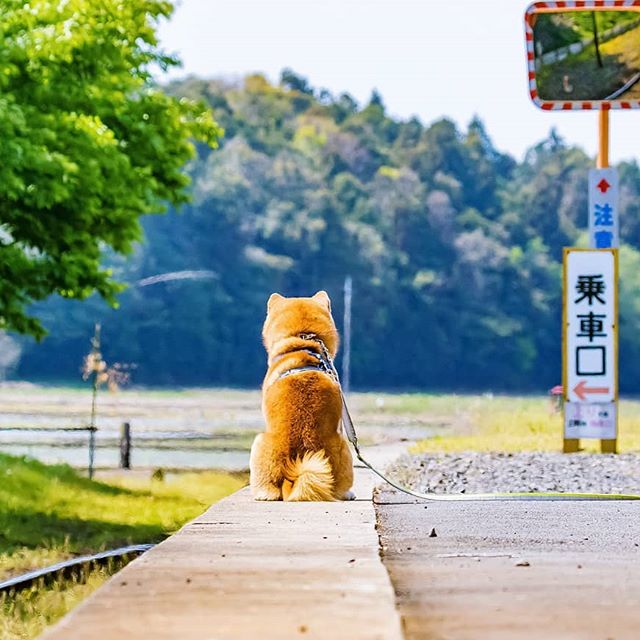 El Shiba Inu más feliz en Instagram #13 |  bayas de cerebro