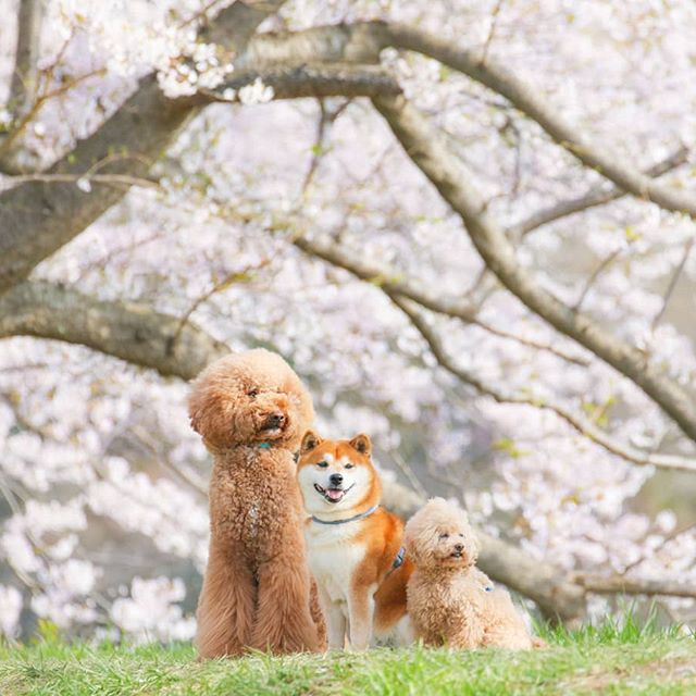 El Shiba Inu más feliz en Instagram #14 |  bayas de cerebro