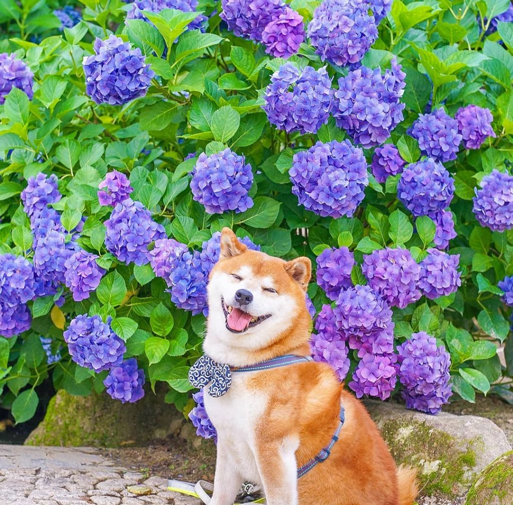 El Shiba Inu más feliz en Instagram #15 |  bayas de cerebro