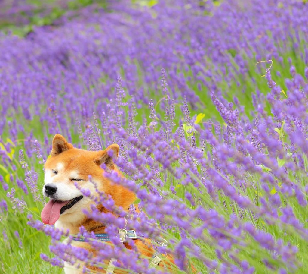 El Shiba Inu más feliz en Instagram #16 |  bayas de cerebro