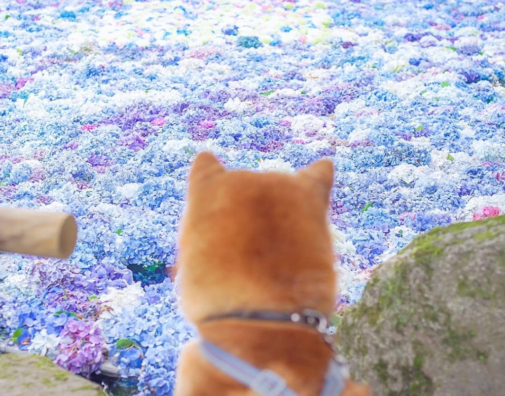 El Shiba Inu más feliz en Instagram #17 |  bayas de cerebro