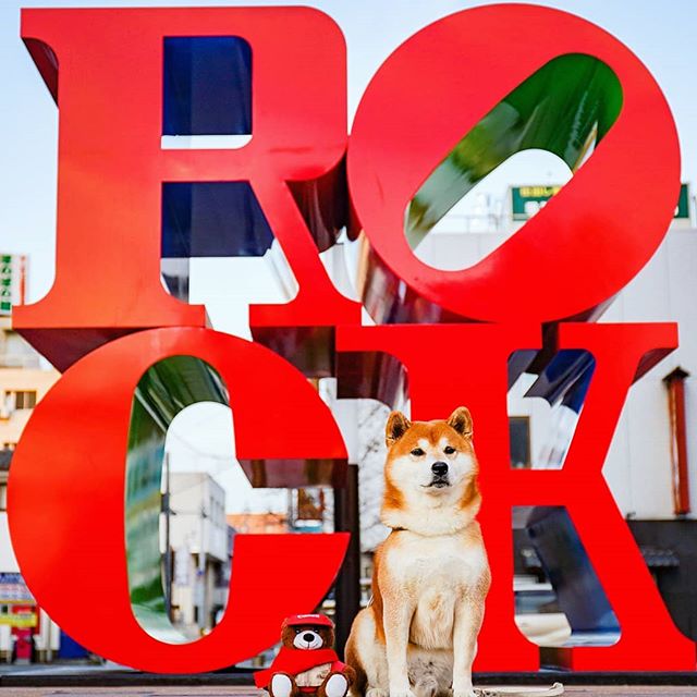 El Shiba Inu más feliz en Instagram #2 |  bayas de cerebro