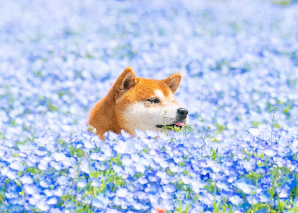 El Shiba Inu más feliz en Instagram #3 |  bayas de cerebro