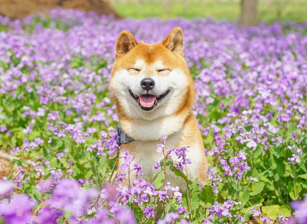 El Shiba Inu más feliz en Instagram #4 |  bayas de cerebro