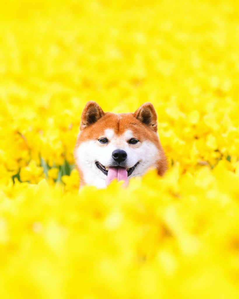 El Shiba Inu más feliz en Instagram #5 |  bayas de cerebro