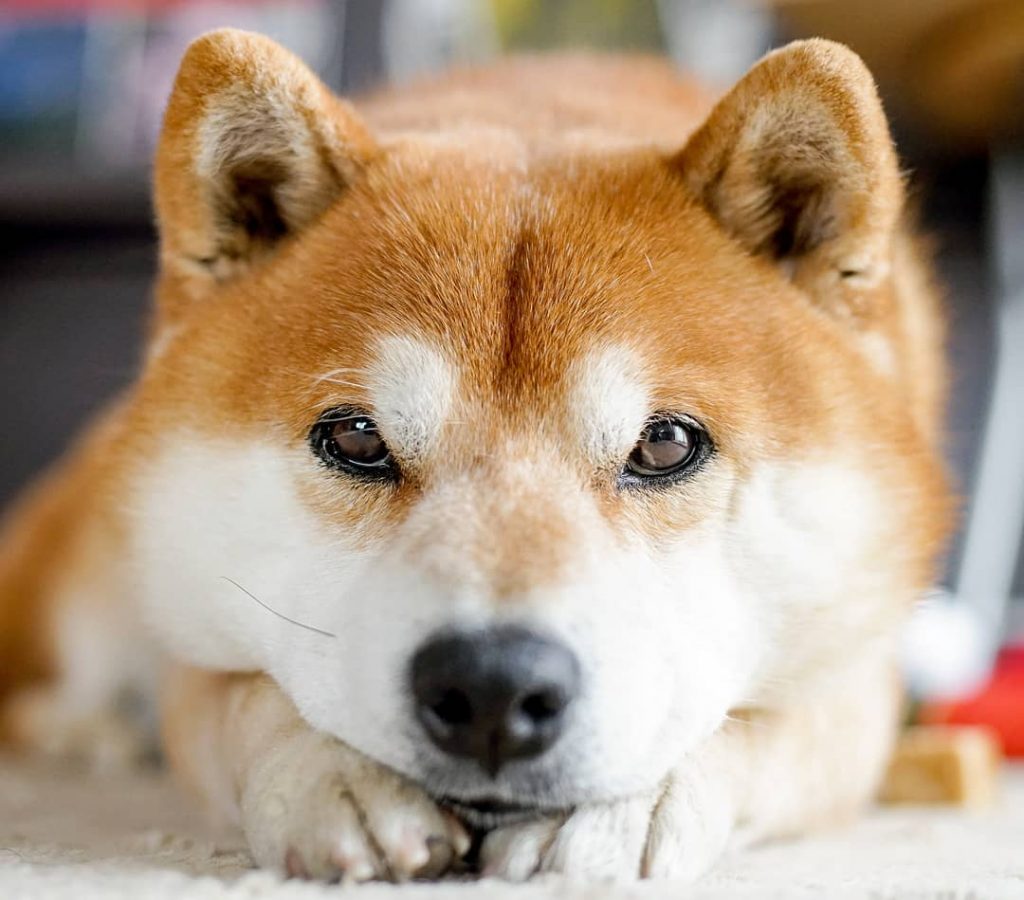 El Shiba Inu más feliz en Instagram #6 |  bayas de cerebro