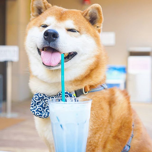 El Shiba Inu más feliz en Instagram #9 |  bayas de cerebro