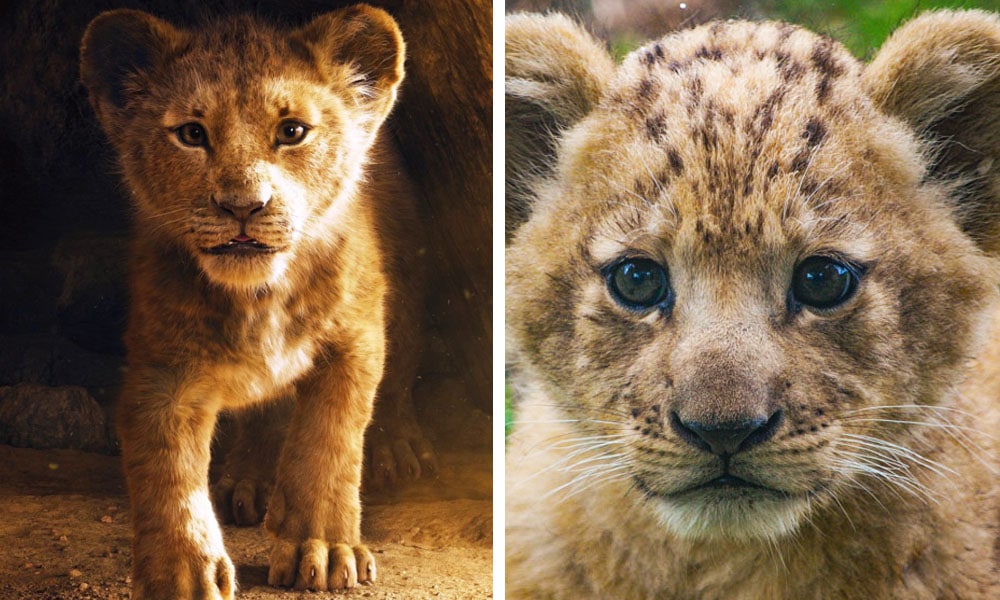 Simba es hombre y Bahati es mujer.  Simba de acción real de Disney se basó en el león más lindo de todos los tiempos.  |:  bayas de cerebro