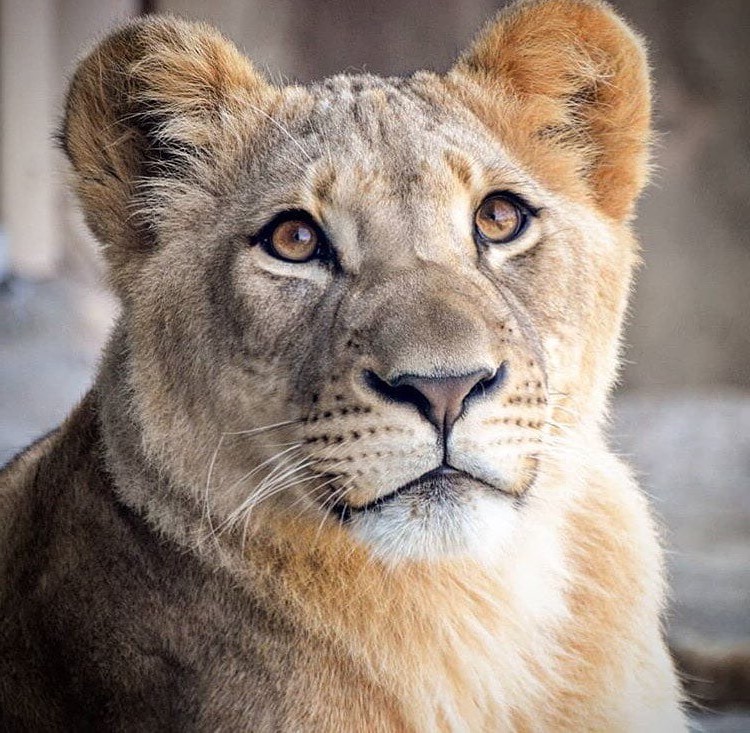 Bahati tiene 2 años.  Simba de acción real de Disney se basó en el león más lindo de todos los tiempos.  |:  bayas de cerebro