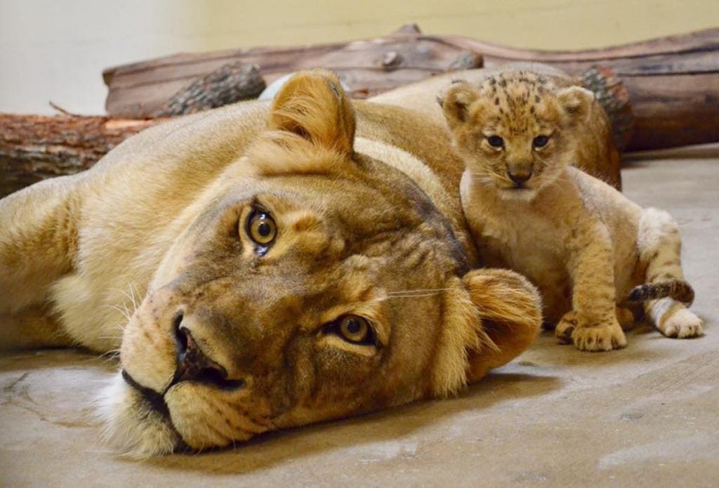 La madre de Bahati es Lina.  Simba de acción real de Disney se basó en el león más lindo de todos los tiempos.  |:  bayas de cerebro