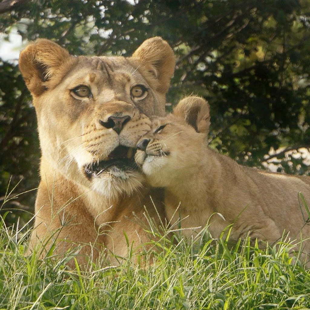 La madre de Bahati |  Simba de acción real de Disney se basó en el león más lindo de todos los tiempos.  |:  bayas de cerebro