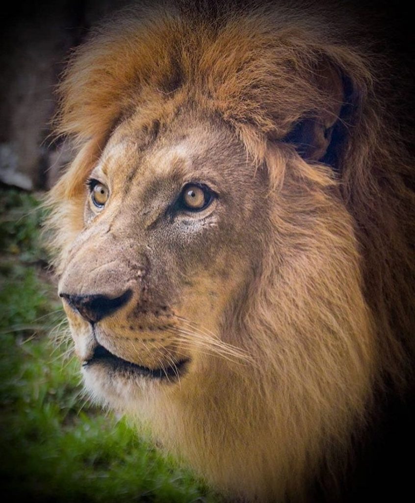 El papá de Bahati - Kamau |  Simba de acción real de Disney se basó en el león más lindo de todos los tiempos.  |:  bayas de cerebro