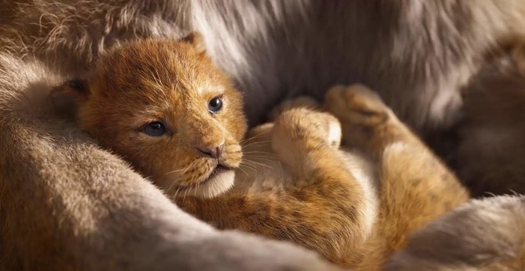 El Rey León Medio Digital 3D |  Simba de acción real de Disney se basó en el león más lindo de todos los tiempos.  |:  bayas de cerebro
