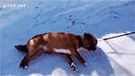 Animales -invierno -10